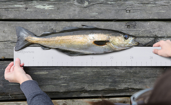 EVA Foam Fish Ruler per misurare la lunghezza dei pesci su accessori per imbarcazioni Strumento di pesca marina
