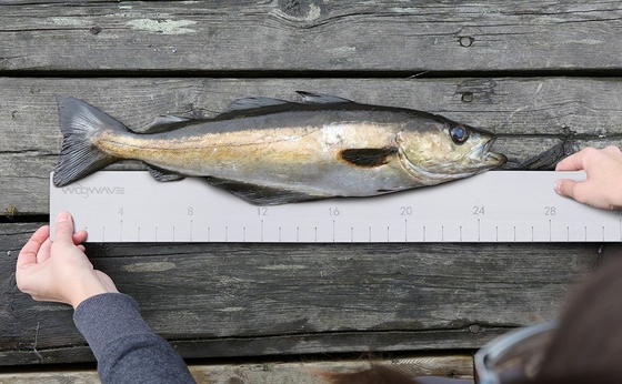 Regolare per la pesca in EVA di qualità marina Woowave marrone EVA di schiuma misura su misura Regolari per pesci